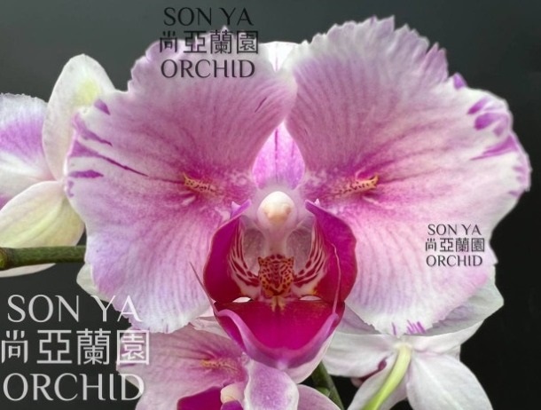 Phal. Fairy Necklace 1 Phal. Fairy Necklace