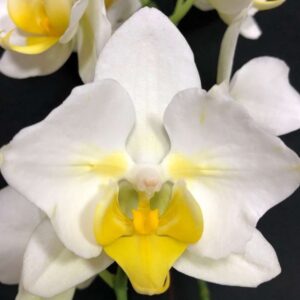 Phal. Snow Ball Butterfly