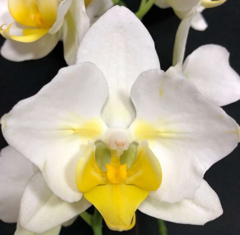 Phal. Snow Ball Butterfly 1 Phal. Snow Ball Butterfly