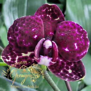 Phal. Lioulin Wild Cat Black