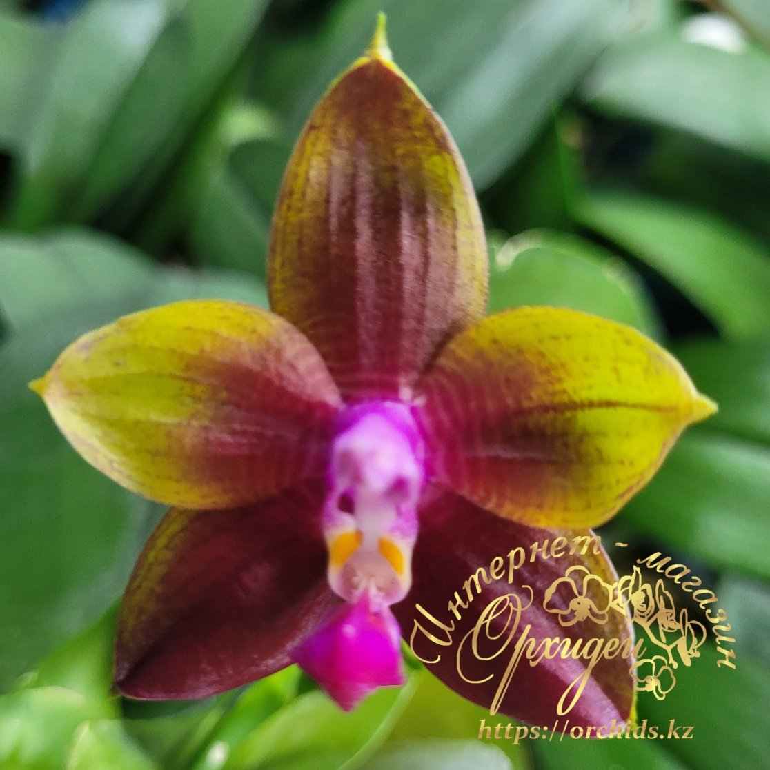 Phal. Mituo Obsidian Three Headed Dog 1 Phal. Mituo Obsidian Three Headed Dog