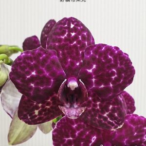 Phal. Lioulin Wild Cat Black