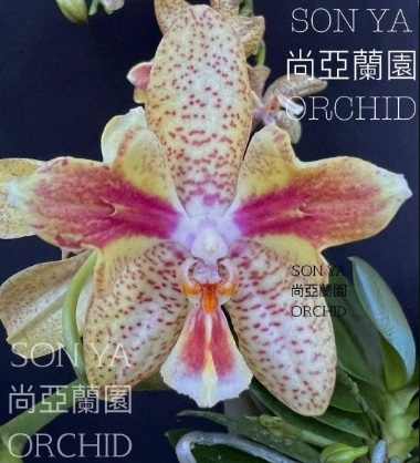 Phal. Julia 1 Phal. Julia