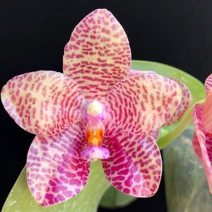 Phal. Gigantea hybrid 2