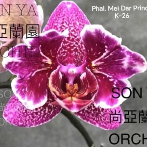 Phal. Mei Dar Prince K26