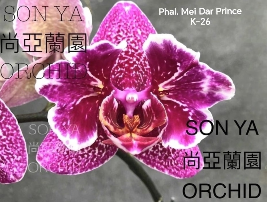 Phal. Mei Dar Prince K26 1 Phal. Mei Dar Prince K26