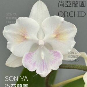 Phal. Moonlight Serenade