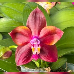 Phal. Mituo Obsidian Three Headed Dog