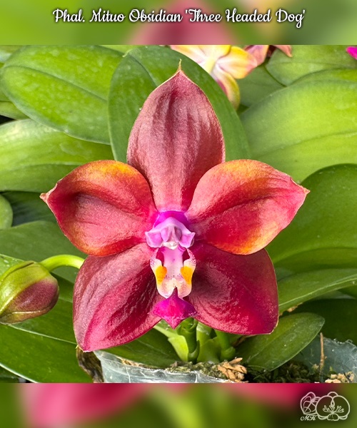 Phal. Mituo Obsidian Three Headed Dog 1 Phal. Mituo Obsidian Three Headed Dog
