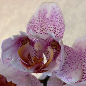 Phal. Pacific Dream Peloric