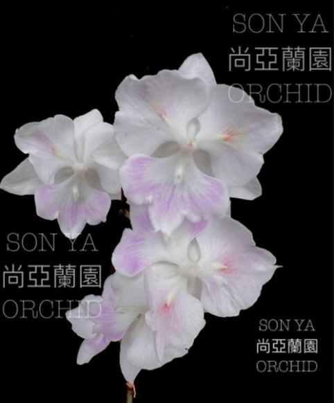 Phal. Moonlight Serenade 2 Phal. Moonlight Serenade
