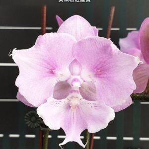 Phal. Miki Super Robin Pink