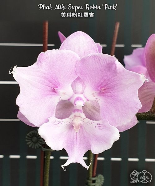 Phal. Miki Super Robin Pink 1 Phal. Miki Super Robin Pink