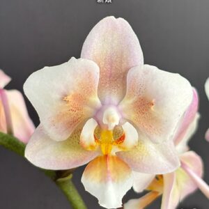 Phal. Bride
