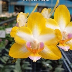 Phal. Yen Shuai Sweet Girl Promise peloric