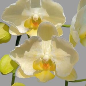Phal. Golden Lace