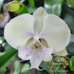 Phal. Lianher Stella