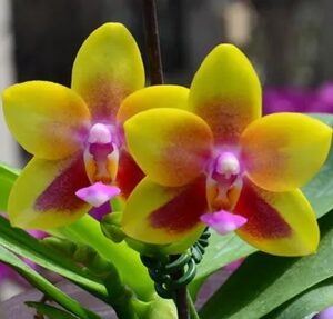 Phal. Allura Andromeda