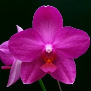 Phal. Allura Bubblegum