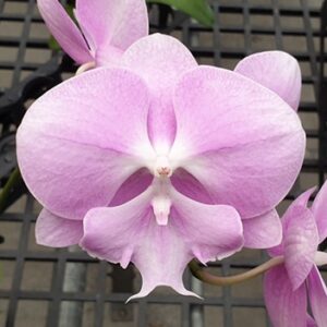 Phal. Allura Delight