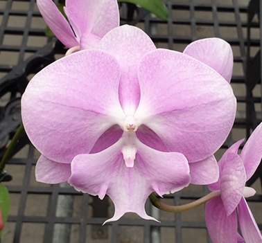 Phal. Allura Delight 1 Phal. Allura Delight