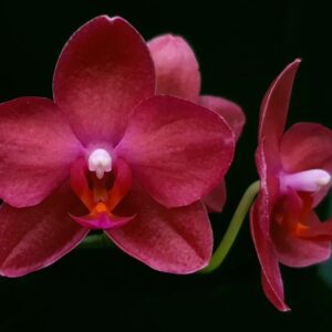 Phal. Allura Cabernet