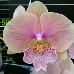 Phal. Lianher Rainbow
