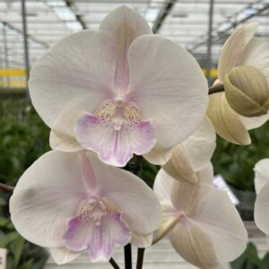 Phal. Lianher Stella