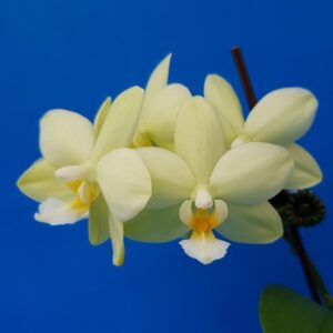 Phal. Allura Limoncello