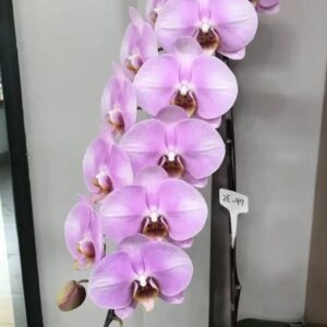 Phal. Lianher Pink Lady