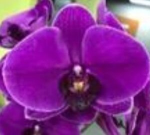 Phal. Lianher Red Mary