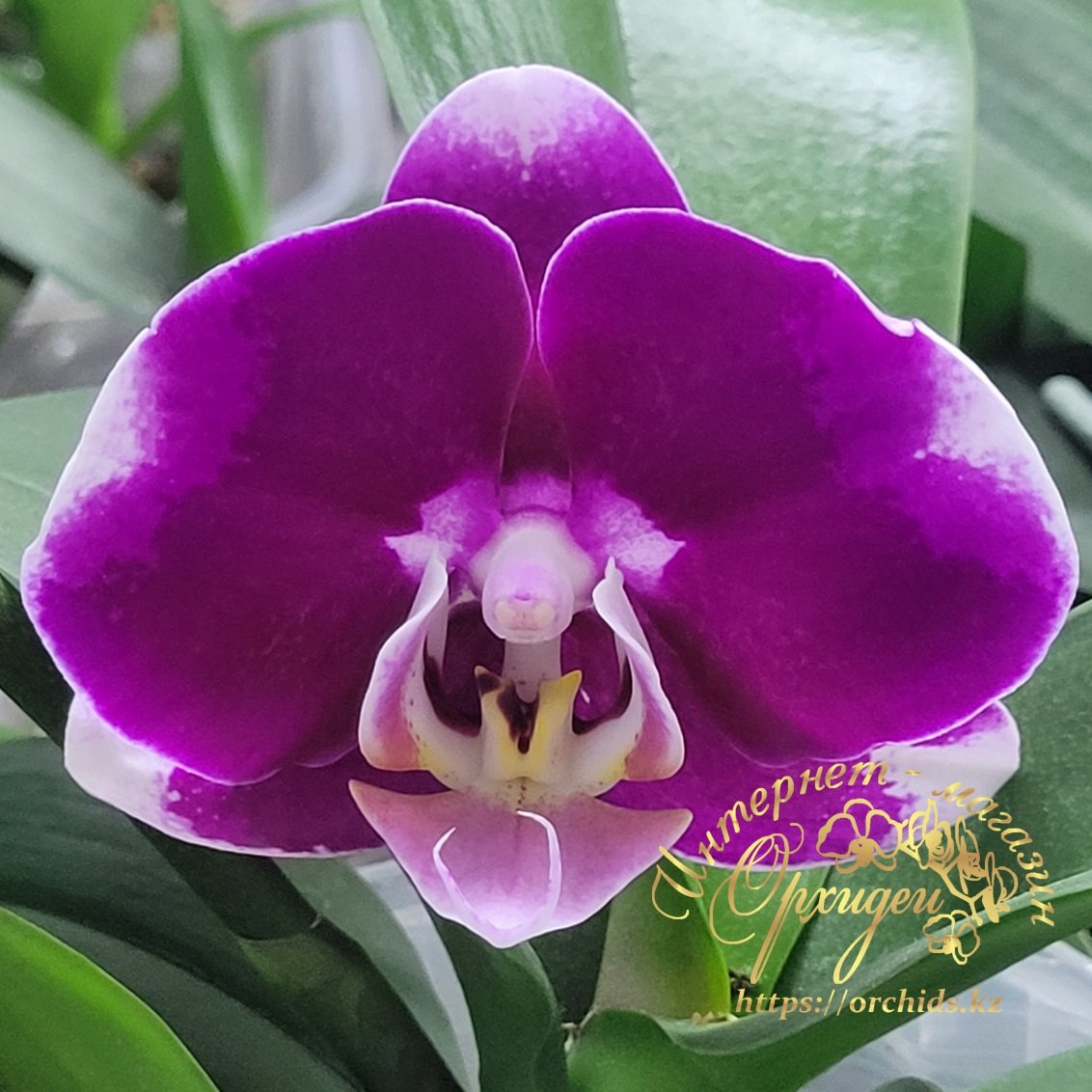 Phal. General 5 stars 1 Phal. General 5 stars