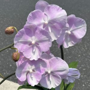 Phal. Pink cloud