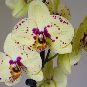 Phal. Albufeira