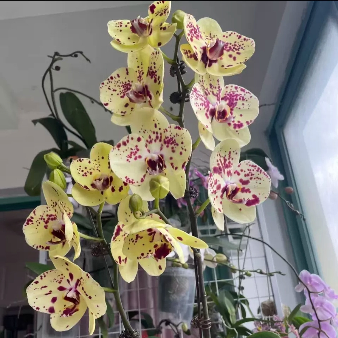 Phal. Albufeira 2 Phal. Albufeira — изображение 2