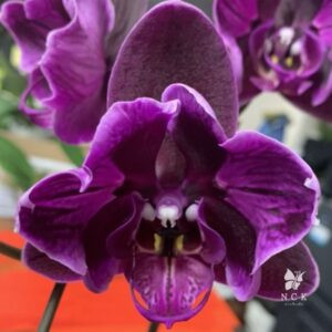 Phal. Black face peloric