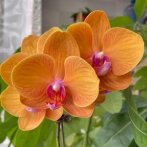 Phal. Bologna