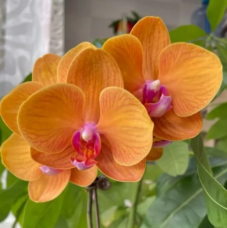 Phal. Bologna 1 Phal. Bologna