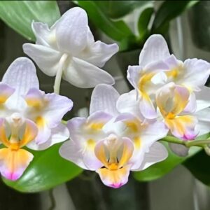 Phal. Fairy trilips