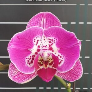 Phal. Miki Fortune Cat 3281 peloric