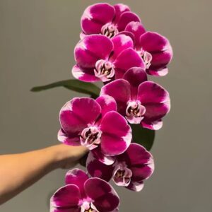 Phal. General 5 stars
