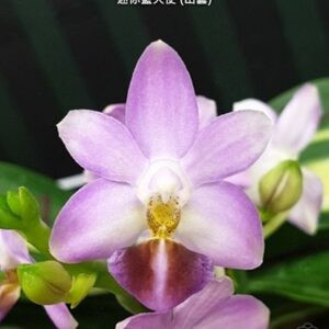 Phal. Evarise Blue Angel variegata