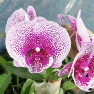 Phal. Koi Fantasy