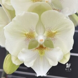 Phal. NCK Macchiato