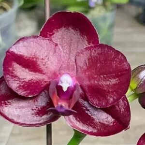 Phal. Medusa