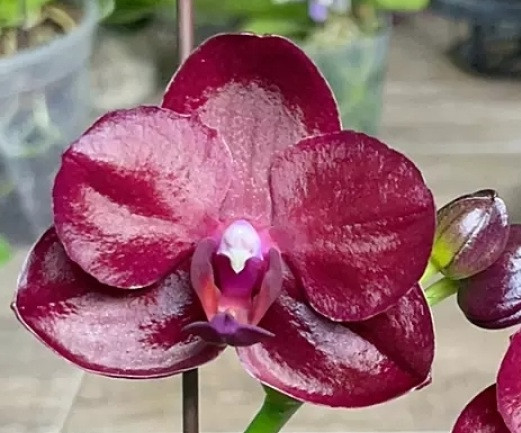Phal. Medusa 1 Phal. Medusa