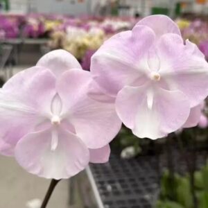 Phal. Pink cloud