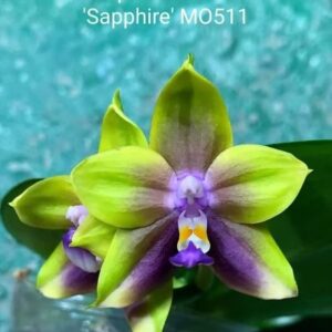 Phal. Mituo Princess Sapphire MO511
