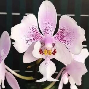Phal. schilleriana peloric