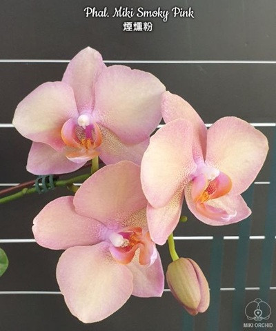 Phal. Miki Smoky Pink 2 Phal. Miki Smoky Pink — изображение 2